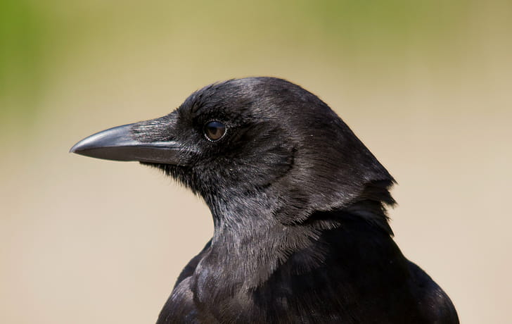 Corvus corone, Crows wallpaper