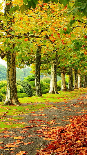 tree, leaf, fall, graphy, park phone wallpaper