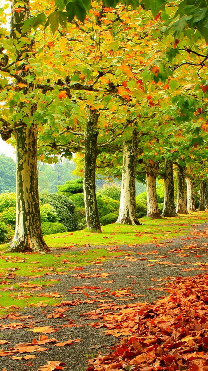 tree, leaf, fall, graphy, park phone wallpaper