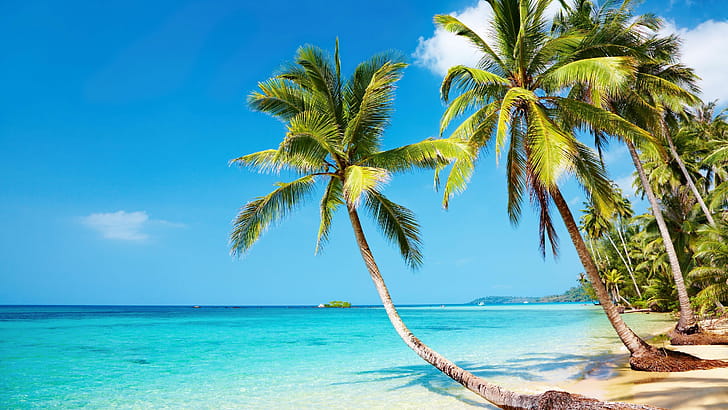 Palms, Beaches wallpaper
