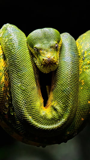Green python, Green ,  Ultra , Striking serpent phone wallpaper