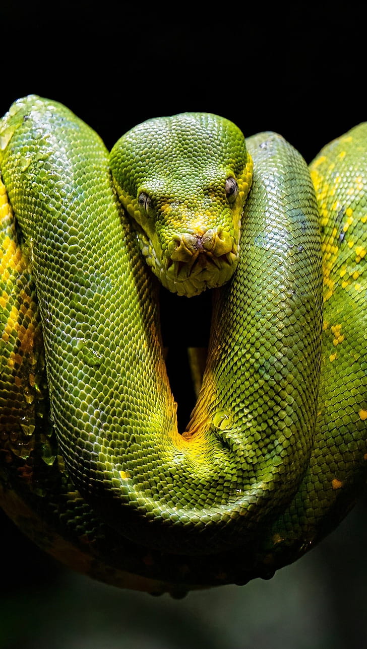 Green python, Green ,  Ultra , Striking serpent phone wallpaper