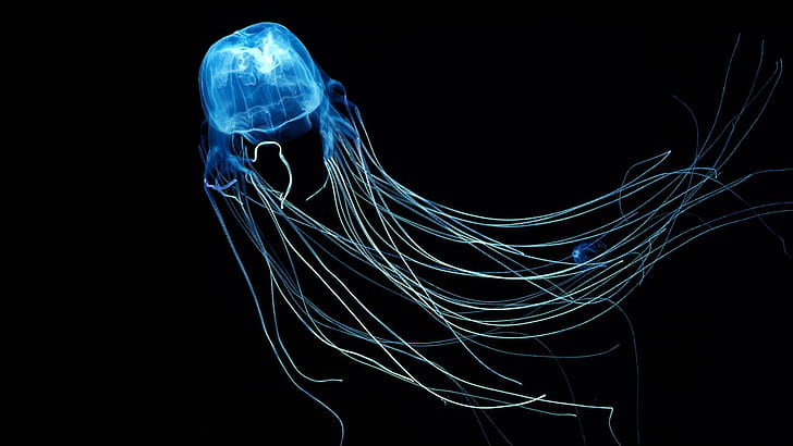 Chironex fleckeri, Jellyfish wallpaper