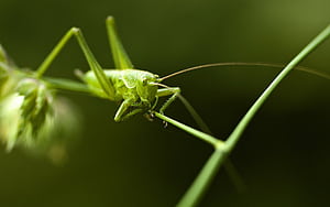 Grasshopper,  , Background , wallpaper
