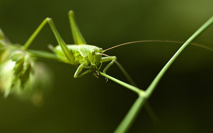 Grasshopper,  , Background , wallpaper