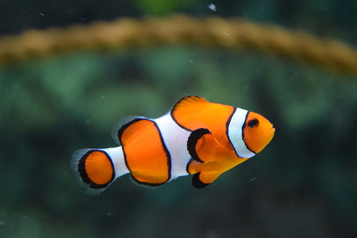 Clownfish, Ultimate, Guide, Fish wallpaper