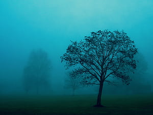 Trees, Tree wallpaper