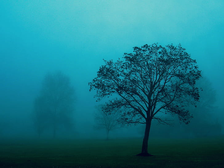 Trees, Tree wallpaper