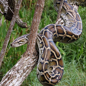 Burmese Python, Exotic Backgrounds, Serpent Elegance, Nature's Marvel phone wallpaper