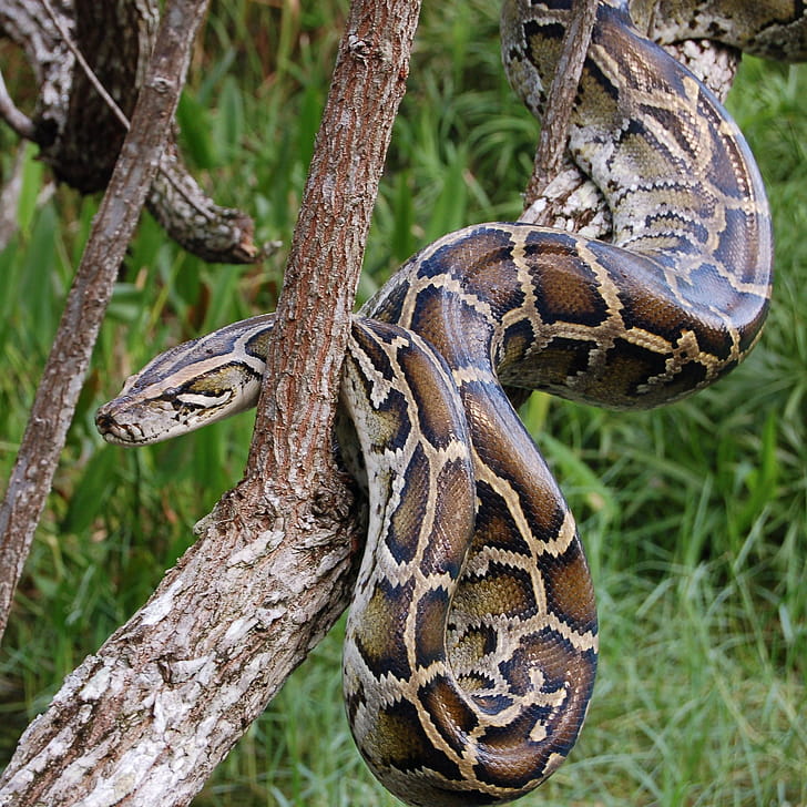 Burmese Python, Exotic Backgrounds, Serpent Elegance, Nature's Marvel phone wallpaper
