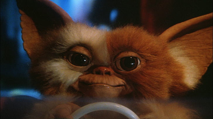 Gizmo, Gremlins, Submitted , wallpaper