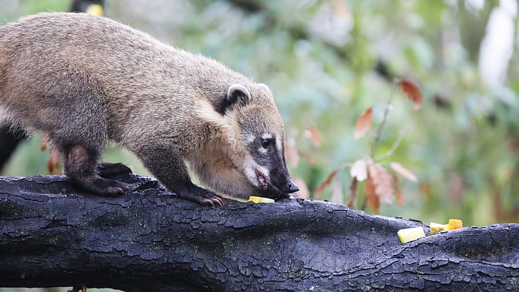Coati,   background wallpaper