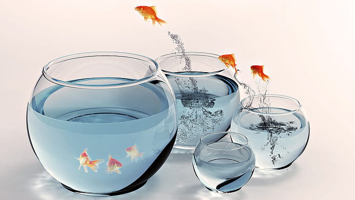 Jump, Goldfish wallpaper