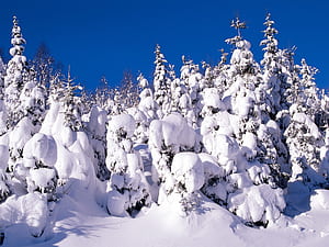 Snow, Winter,  , Tree wallpaper