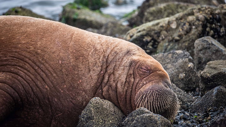 Sleeping, Walrus wallpaper