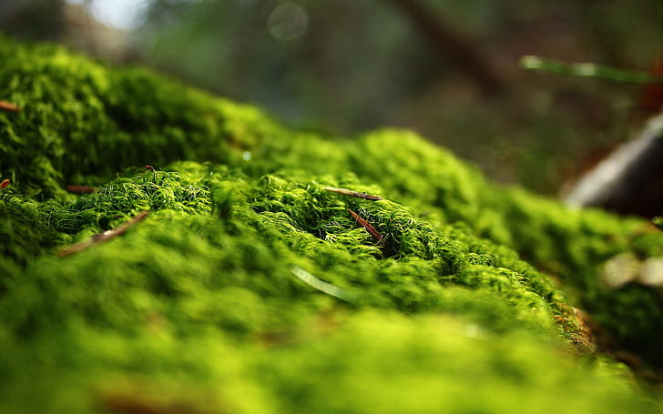 Forest Springtime, nature, forest wallpaper