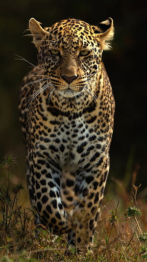 Leopards , phone wallpaper