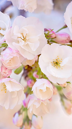 Spring, Android , Spring flowers, Mobile phone wallpaper