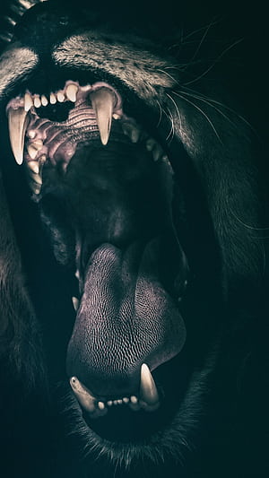 Roar, Lions phone wallpaper