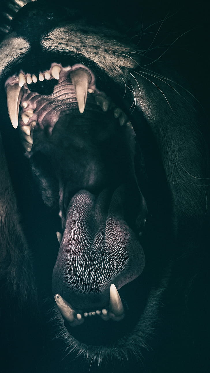 Roar, Lions phone wallpaper