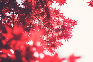Maple Tree , trees, nature wallpaper