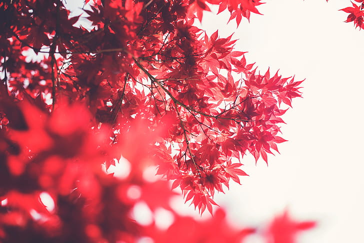 Maple Tree , trees, nature wallpaper
