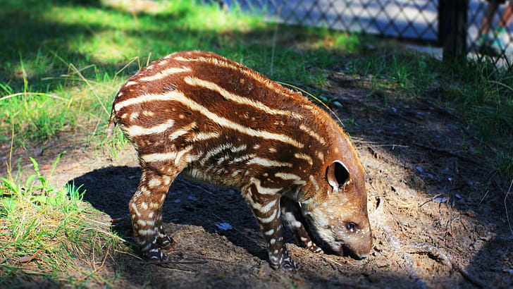 Tapir, , Background , Striking visuals wallpaper