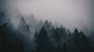 Larch, Trees wallpaper