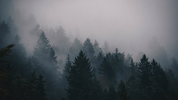 Larch, Trees wallpaper