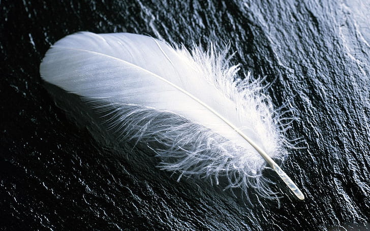graphy feather, , Artistic background wallpaper