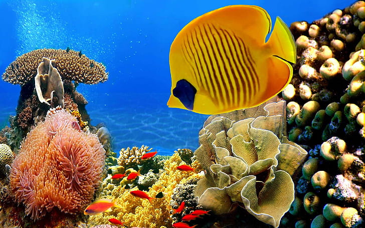 Fish , wallpaper