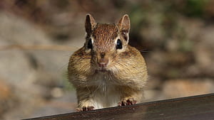Chipmunk, Animals, wallpaper