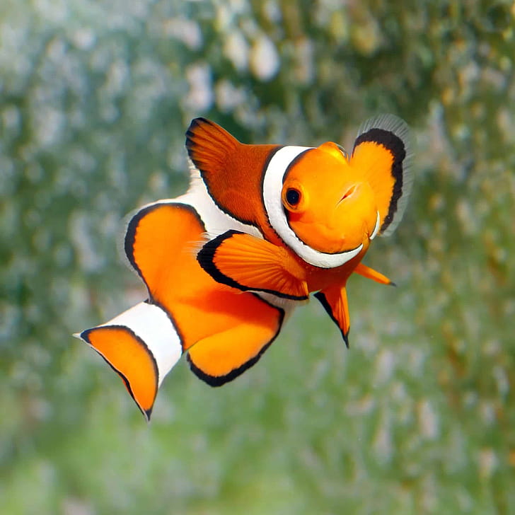 Clownfish, Feed, Complete, Guide phone wallpaper