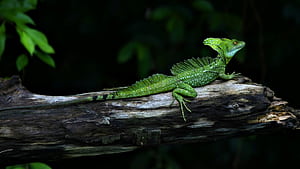 lizard wallpaper