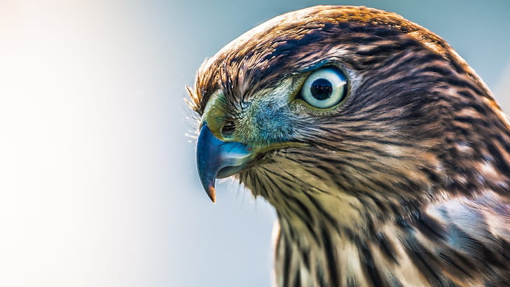 Hawk eyes,  , Sharp vision wallpaper