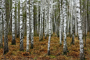 Birch tree , Tree birch tree, Birch tree wallpaper