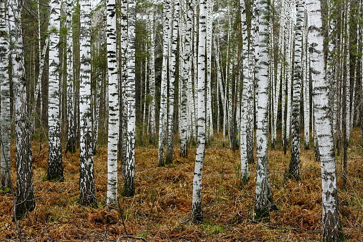 Birch tree , Tree birch tree, Birch tree wallpaper