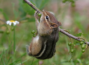Chipmunk, Animals, , wallpaper