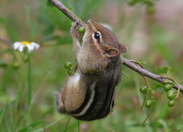 Chipmunk, Animals, , wallpaper