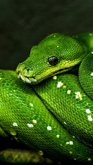 Animal Python, Beautiful Patterns, Serpentine Splendor, Wildlife graphy phone wallpaper