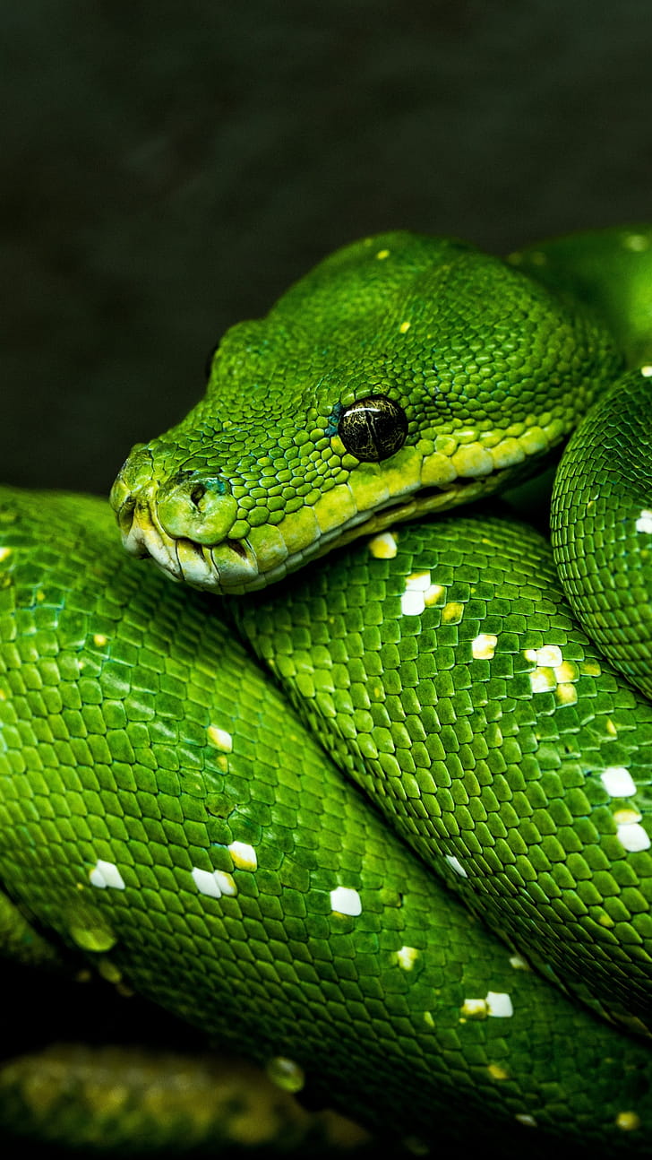 Animal Python, Beautiful Patterns, Serpentine Splendor, Wildlife graphy phone wallpaper