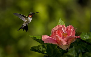 Ruby-throated, Hummingbirds wallpaper