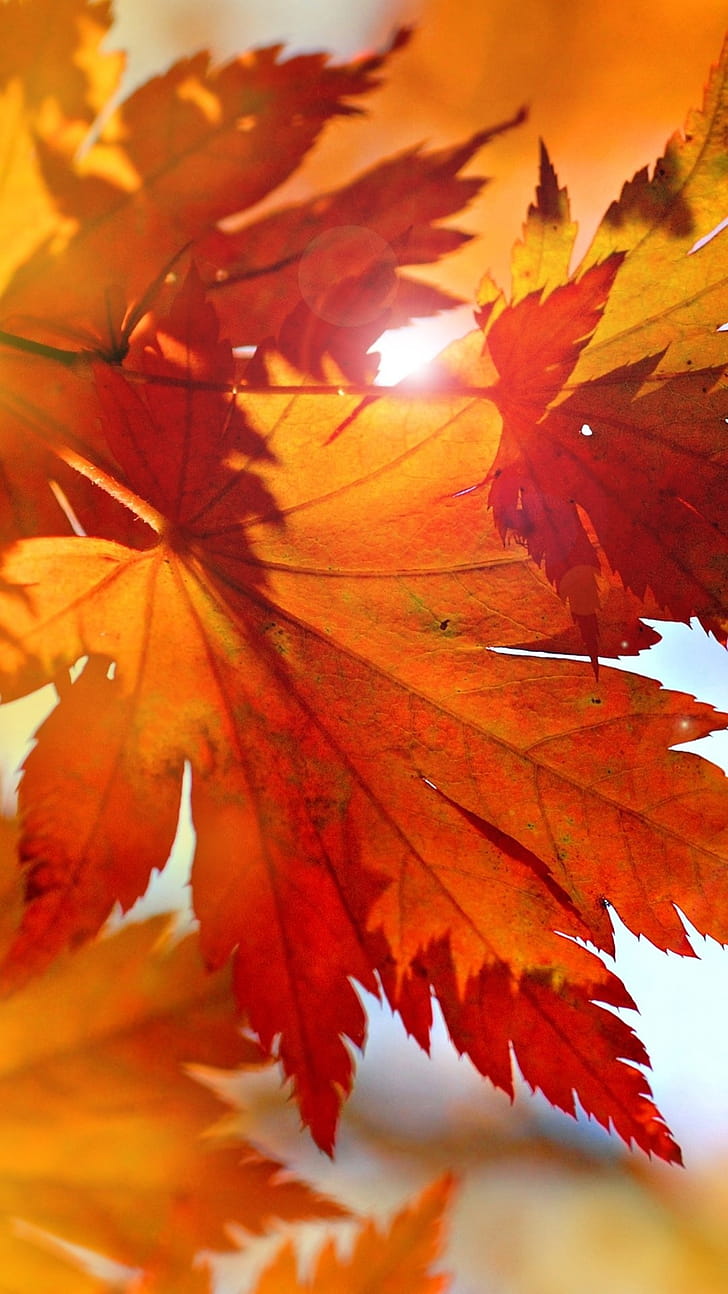 Sunlight, Maple Leaves phone wallpaper