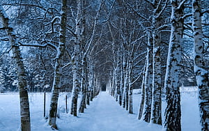 Snow, Winter,  , Forest, Path, Tree wallpaper