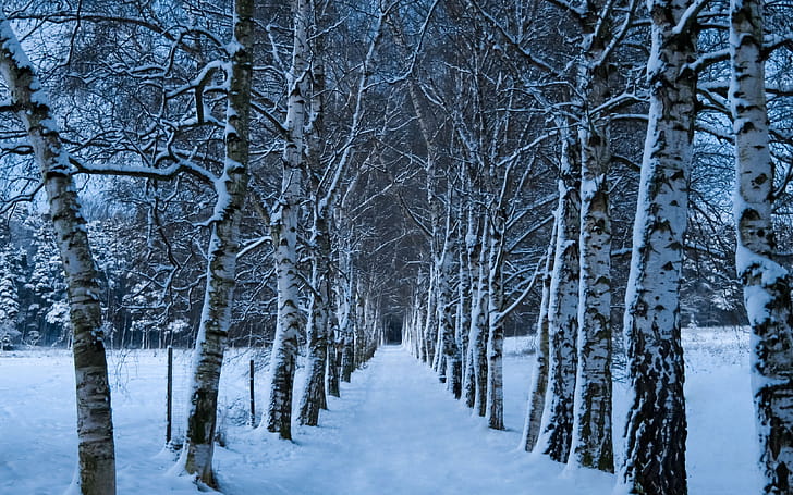 Snow, Winter,  , Forest, Path, Tree wallpaper