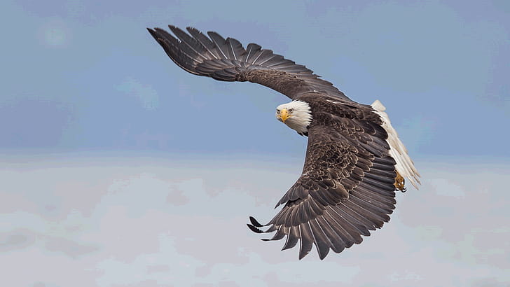 Real, Bald, Eagles, wallpaper