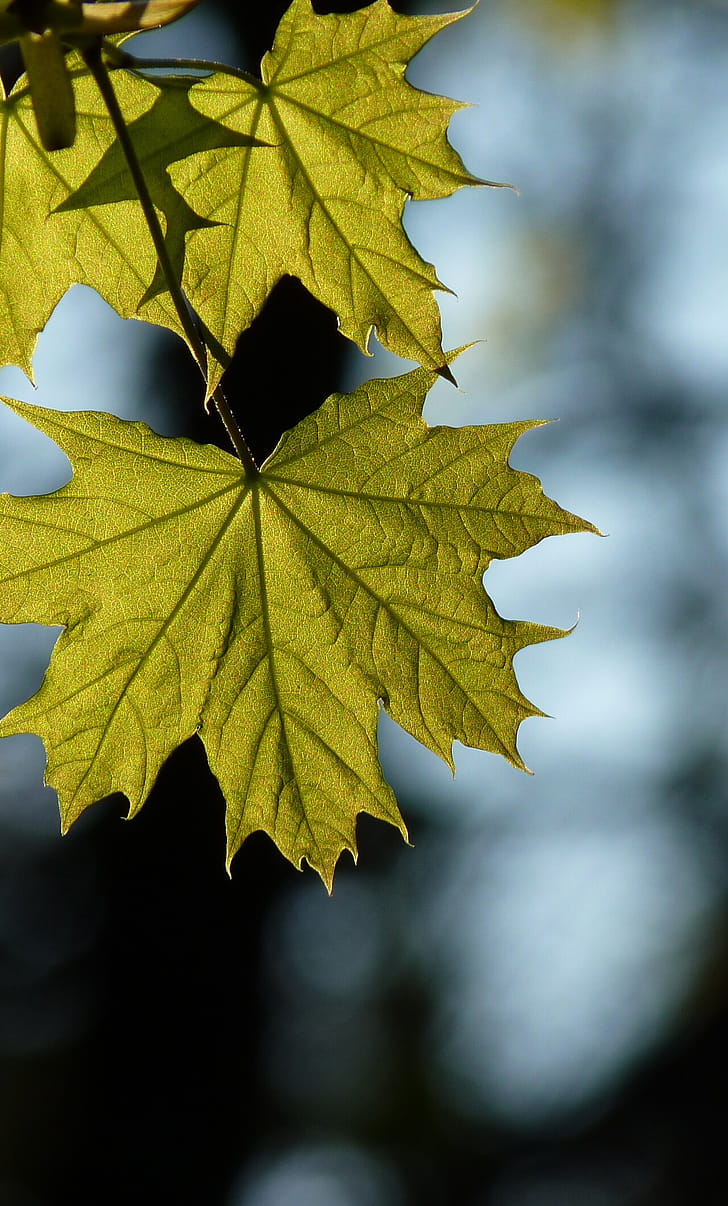 Maple leaf spring, iPhone 6 Plus ,   background, Refreshing beauty phone wallpaper