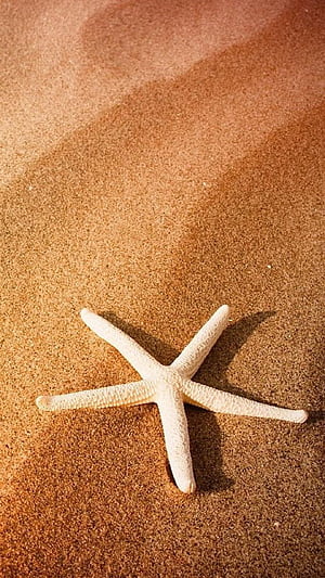 Starfish, Animals, Android, Ryan phone wallpaper