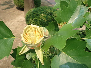 Tulip Tree, wallpaper