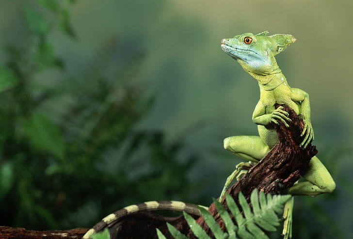 Lizard   pet wallpaper